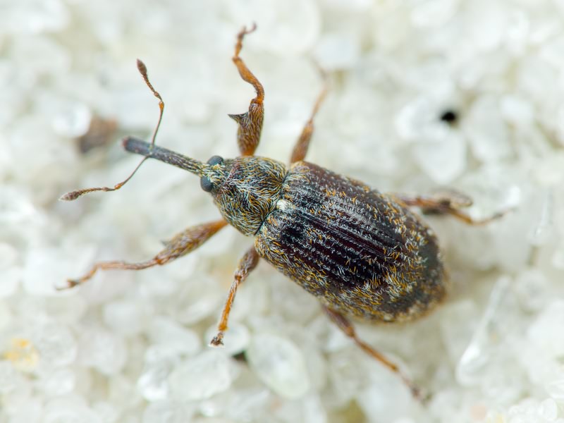 Anthonomus (Anthonomus) pomorum (Linnaeus, 1758)